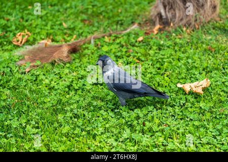 Ritratto del corvo grigio e blak. Uccello nel parco. Superficie erbosa. Corvidae.Eurasian Jackdaw. Corvus monedula. Ohrid Macedonia 2023. Foto Stock