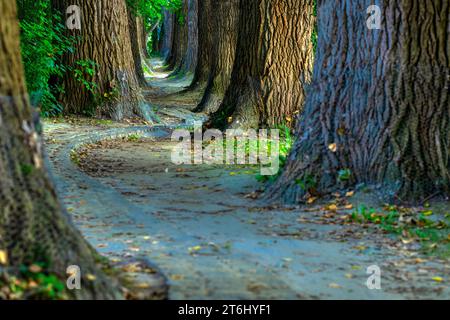 Monumento naturale "Poplar Avenue" Alley Path, Oberer Wöhrd Island, Ratisbona, Baviera, Germania, Europa Foto Stock