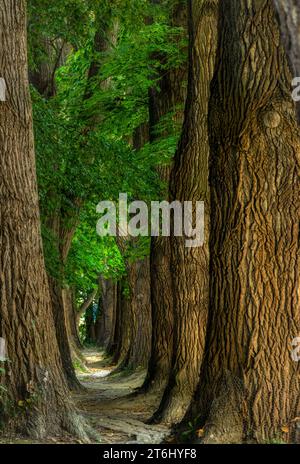 Monumento naturale "Poplar Avenue" Alley Path, Oberer Wöhrd Island, Ratisbona, Baviera, Germania, Europa Foto Stock