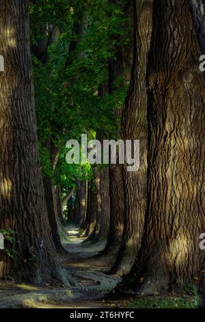 Monumento naturale "Poplar Avenue" Alley Path, Oberer Wöhrd Island, Ratisbona, Baviera, Germania, Europa Foto Stock