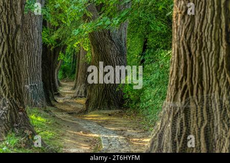 Monumento naturale "Poplar Avenue" Alley Path, Oberer Wöhrd Island, Ratisbona, Baviera, Germania, Europa Foto Stock