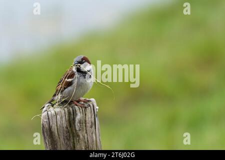 Passero domestico (Passer domesticus, maschio) con materiale di nidificazione in becco, Germania Foto Stock