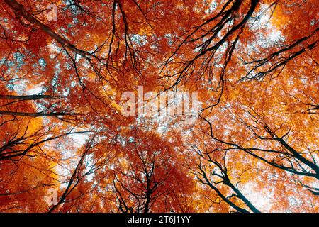 Le cime degli alberi convergenti in autunno scivolano dalla prospettiva delle rane Foto Stock