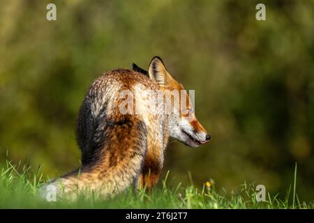 la volpe rossa nelle sfumature autunnali Foto Stock