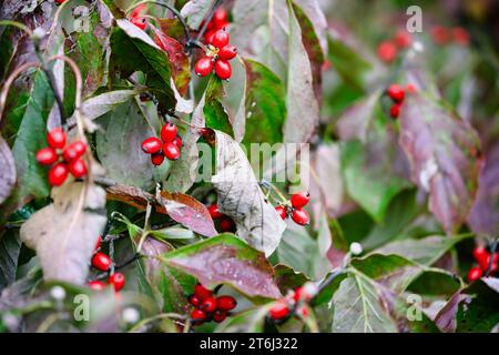 Fogliame autunnale e bacche rosse dell'albero di dogwood americano, Cornus florida, nel Kentucky centro-meridionale. Profondità di campo ridotta. Messa a fuoco selettiva Foto Stock