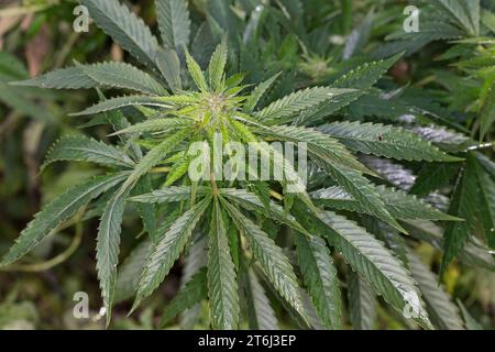 Cannabis, Gewöhnlicher Hanf, Echter Hanf, weibliche Hanfpflanze, Cannabis sativa, Gras, erbacce, canapa, marijuana, le cannabis, Hasch, Haschisch, Droge, D. Foto Stock