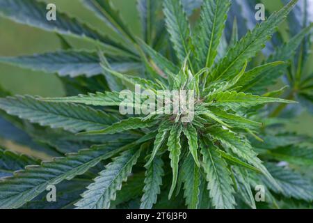 Cannabis, Gewöhnlicher Hanf, Echter Hanf, weibliche Hanfpflanze, Cannabis sativa, Gras, erbacce, canapa, marijuana, le cannabis, Hasch, Haschisch, Droge, D. Foto Stock