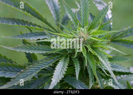 Cannabis, Gewöhnlicher Hanf, Echter Hanf, weibliche Hanfpflanze, Cannabis sativa, Gras, erbacce, canapa, marijuana, le cannabis, Hasch, Haschisch, Droge, D. Foto Stock