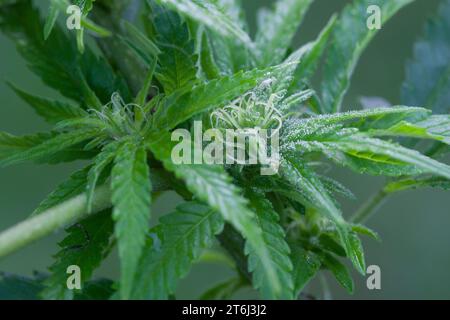 Cannabis, Gewöhnlicher Hanf, Echter Hanf, weibliche Hanfpflanze, Cannabis sativa, Gras, erbacce, canapa, marijuana, le cannabis, Hasch, Haschisch, Droge, D. Foto Stock