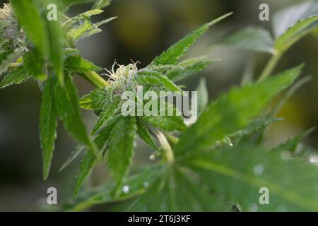 Cannabis, Gewöhnlicher Hanf, Echter Hanf, weibliche Hanfpflanze, Cannabis sativa, Gras, erbacce, canapa, marijuana, le cannabis, Hasch, Haschisch, Droge, D. Foto Stock
