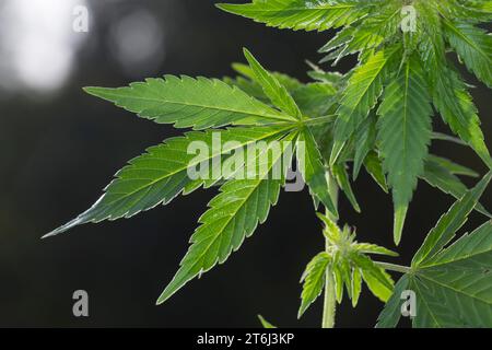 Cannabis, Gewöhnlicher Hanf, Echter Hanf, weibliche Hanfpflanze, Cannabis sativa, Gras, erbacce, canapa, marijuana, le cannabis, Hasch, Haschisch, Droge, D. Foto Stock
