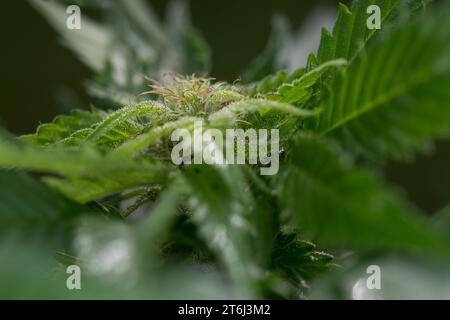 Cannabis, Gewöhnlicher Hanf, Echter Hanf, weibliche Hanfpflanze, Cannabis sativa, Gras, erbacce, canapa, marijuana, le cannabis, Hasch, Haschisch, Droge, D. Foto Stock