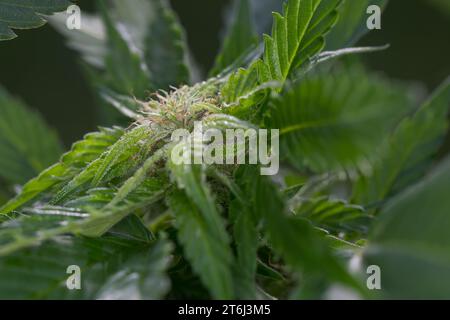 Cannabis, Gewöhnlicher Hanf, Echter Hanf, weibliche Hanfpflanze, Cannabis sativa, Gras, erbacce, canapa, marijuana, le cannabis, Hasch, Haschisch, Droge, D. Foto Stock
