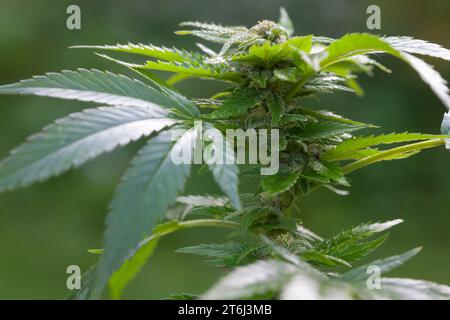 Cannabis, Gewöhnlicher Hanf, Echter Hanf, weibliche Hanfpflanze, Cannabis sativa, Gras, erbacce, canapa, marijuana, le cannabis, Hasch, Haschisch, Droge, D. Foto Stock