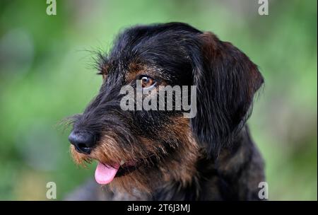 Dachshund dai capelli ruvidi (Canis lupus familiaris), maschio, 2 anni, ritratto animale Foto Stock