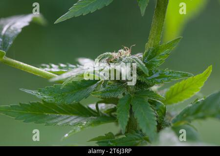 Cannabis, Gewöhnlicher Hanf, Echter Hanf, weibliche Hanfpflanze, Cannabis sativa, Gras, erbacce, canapa, marijuana, le cannabis, Hasch, Haschisch, Droge, D. Foto Stock