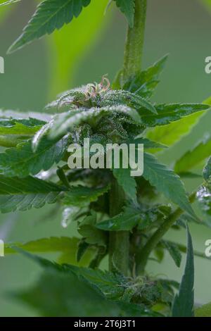 Cannabis, Gewöhnlicher Hanf, Echter Hanf, weibliche Hanfpflanze, Cannabis sativa, Gras, erbacce, canapa, marijuana, le cannabis, Hasch, Haschisch, Droge, D. Foto Stock