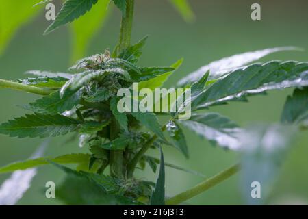 Cannabis, Gewöhnlicher Hanf, Echter Hanf, weibliche Hanfpflanze, Cannabis sativa, Gras, erbacce, canapa, marijuana, le cannabis, Hasch, Haschisch, Droge, D. Foto Stock