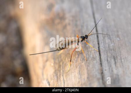 Coleocentrus Excitator (nessun nome tedesco), la vespa in ichneumon della sottofamiglia Acaenitinae si trova su legno morto, Velbert, Renania settentrionale-Vestfalia, Germania Foto Stock