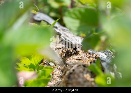 L'ape tagliafuoco di legno di Deadwood (Megachile willughbiella), lasciando la sua cavità di covata in legno morto giacente sul terreno, Duesseldorf, Renania settentrionale-Vestfalia Foto Stock