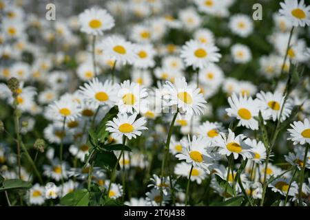 Germania, Baviera, alta Baviera, distretto di Altötting, fiori di prato, daisies, Leucanthemum vulgare Foto Stock