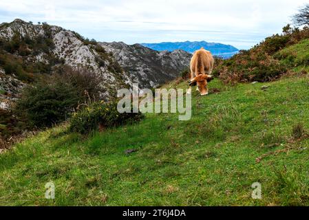 Mucca su alpeggio nel Parco Nazionale Picos de Europa, vicino a Lagos de Covadonga, Asturias, Principado de Asturias, Spagna Foto Stock