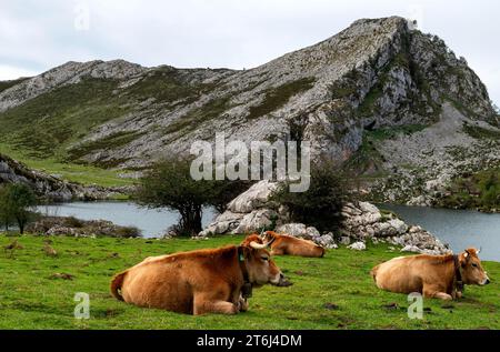 Mucche ad alto pascolo nel Parco Nazionale dei Picos de Europa, Lagos de Covadonga, Asturias, Principado de Asturias, Spagna Foto Stock