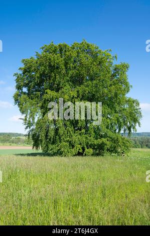 Faggio comune (Fagus sylvatica), albero solitario in piedi in un prato, cielo blu, Turingia, Germania Foto Stock