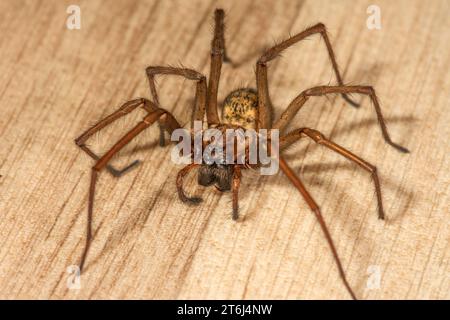 Casa ragno angolare (Tegenaria domestica) sul pavimento, Baden-Wuerttemberg, Germania Foto Stock