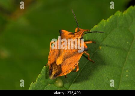 Insetto di frutta del Nord (Carpocoris fuscispinus) su una foglia, Baden-Wuerttemberg, Germania Foto Stock