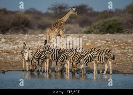 Zebre di steppa (Equus burchelli) che bevono in una pozza d'acqua, nel Parco Nazionale di Etosha, in Namibia Foto Stock