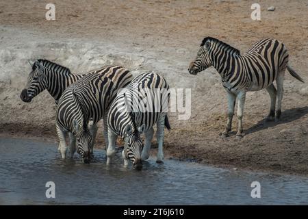 Zebre di steppa (Equus burchelli) che bevono in una pozza d'acqua, nel Parco Nazionale di Etosha, in Namibia Foto Stock