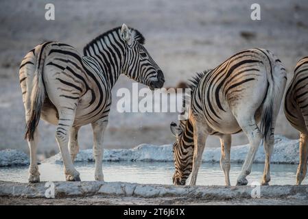 Zebre di steppa (Equus burchelli) che bevono in una pozza d'acqua, nel Parco Nazionale di Etosha, in Namibia Foto Stock