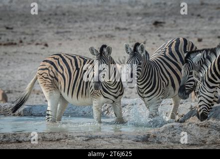 Zebre di steppa (Equus burchelli) che bevono in una pozza d'acqua, nel Parco Nazionale di Etosha, in Namibia Foto Stock