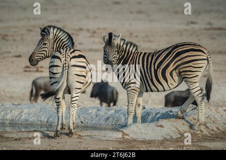 Zebre di steppa (Equus burchelli) che bevono in una pozza d'acqua, nel Parco Nazionale di Etosha, in Namibia Foto Stock