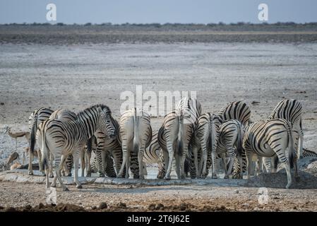 Steppe zebre (Equus burchelli), una mandria che beve in una pozza d'acqua, parco nazionale di Etosha, Namibia Foto Stock