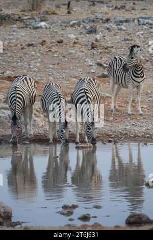 Zebre di steppa (Equus burchelli) che bevono in una pozza d'acqua, nel Parco Nazionale di Etosha, in Namibia Foto Stock