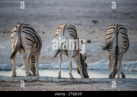 Zebre di steppa (Equus burchelli) che bevono in una pozza d'acqua, nel Parco Nazionale di Etosha, in Namibia Foto Stock