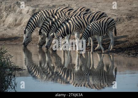 Zebre di steppa (Equus burchelli) che bevono in una pozza d'acqua, nel Parco Nazionale di Etosha, in Namibia Foto Stock