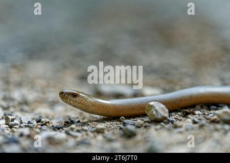 Blindworm o lentworm occidentale, Anguis fragilis Foto Stock