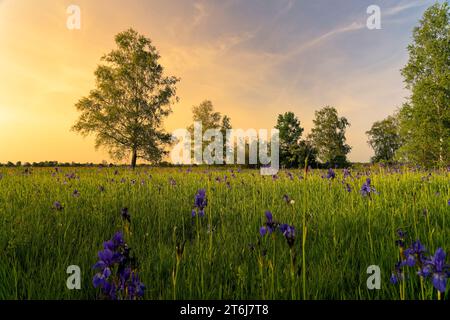 Siberiano, iris Iris sibirica, prato iris Foto Stock