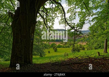 Prati semi-aridi a Neuenberg in Ibengarten vicino a Glattbach, riserva della biosfera di Rhön, comune di Dermbach, distretto di Wartburgkreis, Turingia, Germania Foto Stock