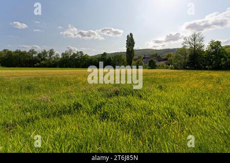 Prati semi-aridi a Neuenberg in Ibengarten vicino a Glattbach, riserva della biosfera di Rhön, comune di Dermbach, distretto di Wartburgkreis, Turingia, Germania Foto Stock