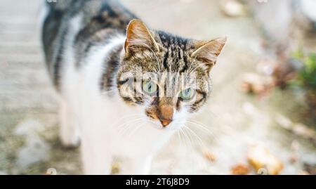 Gli animali senzatetto cercano rifugio. La strada superstite del villaggio, la città vecchia. Creature abbandonate e vaganti. I gatti tristi, solitari e indifesi hanno bisogno di aiuto Foto Stock