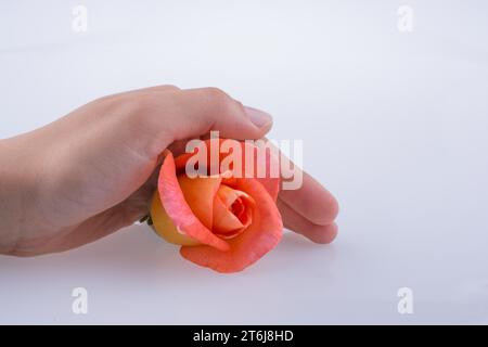 Mano che tiene un arancione rosa su sfondo bianco Foto Stock