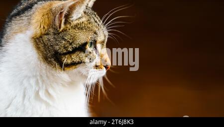 Gli animali senzatetto cercano rifugio. La strada superstite del villaggio, la città vecchia. Creature abbandonate e vaganti. I gatti tristi, solitari e indifesi hanno bisogno di aiuto Foto Stock