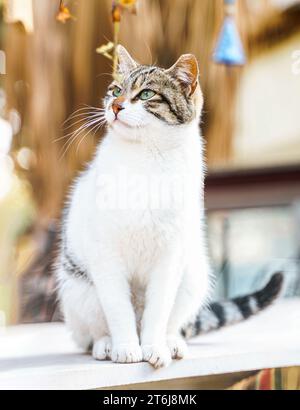 Gli animali senzatetto cercano rifugio. La strada superstite del villaggio, la città vecchia. Creature abbandonate e vaganti. I gatti tristi, solitari e indifesi hanno bisogno di aiuto Foto Stock