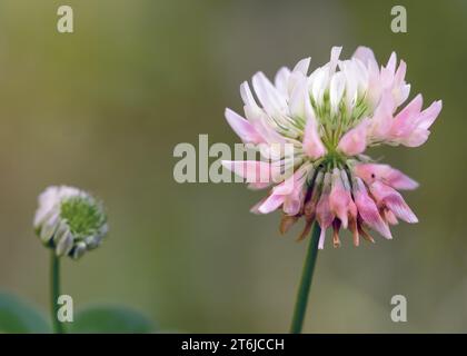 Da vicino Alsike Clover (Trifolium hybridum) fiori selvatici rosa e bianchi che crescono nella Chippewa National Forest, Minnesota settentrionale, USA Foto Stock