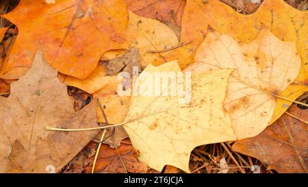 Foglie autunnali colorate per terra. Foglie autunnali dai colori marrone pastello e giallo arancio. Area di messa a fuoco selettiva. Foto Stock
