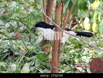 Boubou tropicale o campana shrike, Tropenwürger, Laniarius Major, bokorgébics, Cascate Vittoria, Zimbabwe, Africa Foto Stock